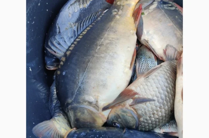 Продам живу рибу малька однорічку двох річку- фото № 3