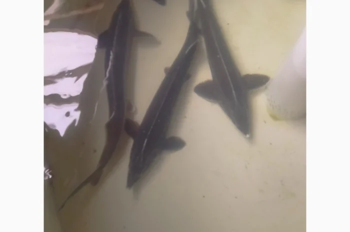 Малек Ленского – стойкий и красивый вид- фото № 1