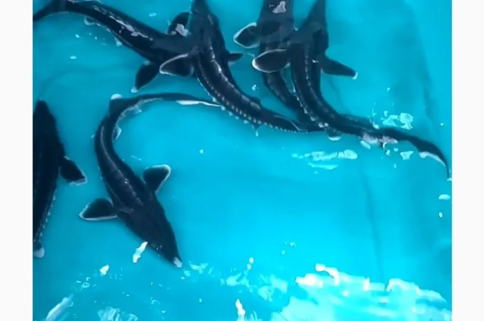 Малёк осетра по 50 грн за штуку- фото № 1