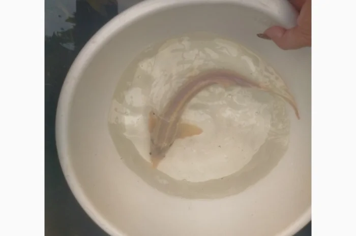 Малёк осетра по 50 грн за штуку- фото № 2