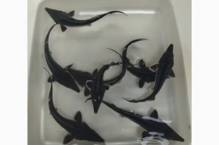 Малёк осетра по 50 грн за штуку- фото № 3