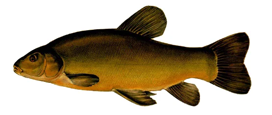 Продается малек Венгерского Линя- фото № 1