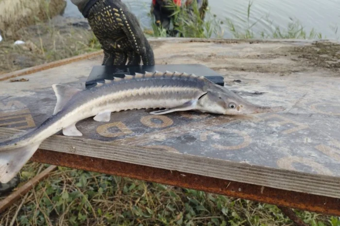 Малёк Стерляди и Бестера на продажу- фото № 1