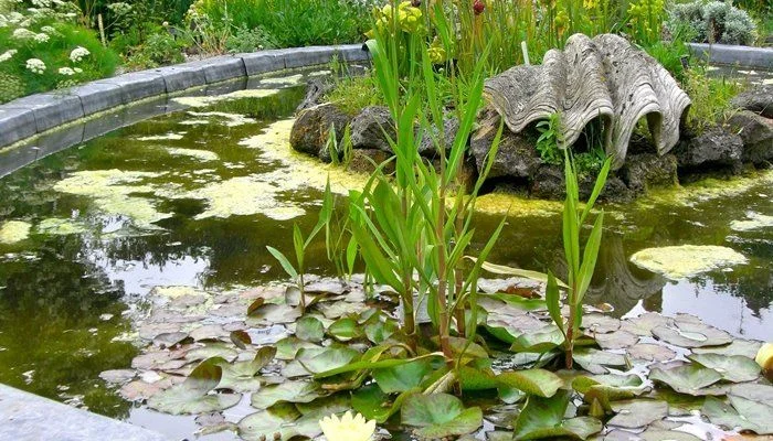 Карпы кои Украина, японский карп кои, пруд, рыбки, водные растения, нимфеи, корм для карпов кои- фото № 4