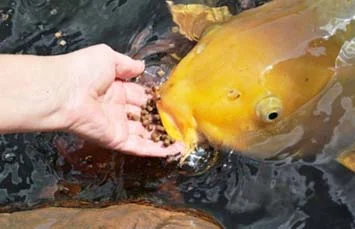 Карпы кои Украина, японский карп кои, пруд, рыбки, водные растения, нимфеи, корм для карпов кои- фото № 5