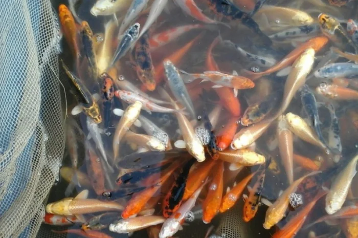 Карпы кои Украина, японский карп кои, пруд, рыбки, водные растения, нимфеи, корм для карпов кои- фото № 6