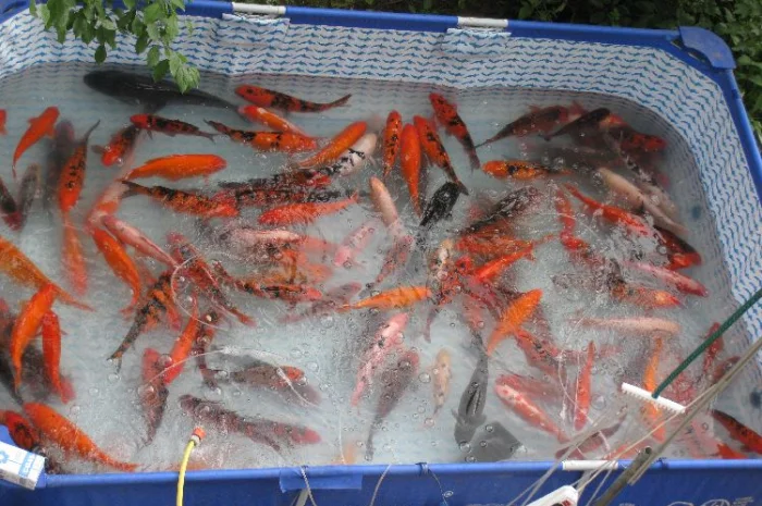 Карпы кои Украина, японский карп кои, пруд, рыбки, водные растения, нимфеи, корм для карпов кои- фото № 7