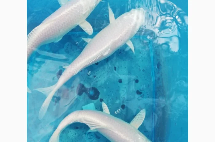 Карпы кои Украина, японский карп кои, пруд, рыбки, водные растения, нимфеи, корм для карпов кои- фото № 9