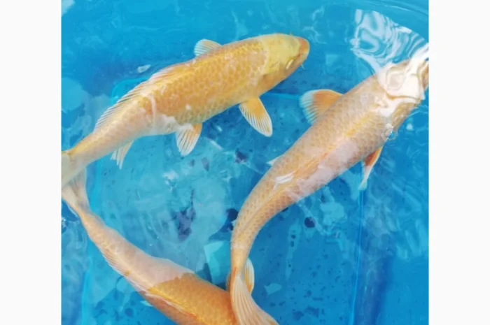 Карпы кои Украина, японский карп кои, пруд, рыбки, водные растения, нимфеи, корм для карпов кои- фото № 10