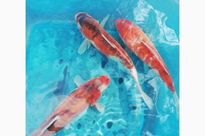 Карпы кои Украина, японский карп кои, пруд, рыбки, водные растения, нимфеи, корм для карпов кои- фото № 11