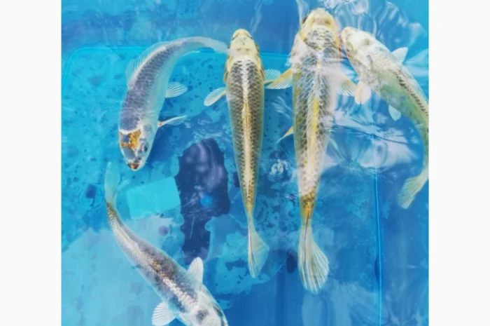 Карпы кои Украина, японский карп кои, пруд, рыбки, водные растения, нимфеи, корм для карпов кои- фото № 12