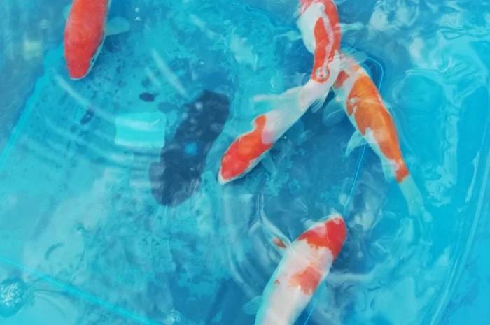 Карпы кои Украина, японский карп кои, пруд, рыбки, водные растения, нимфеи, корм для карпов кои- фото № 13