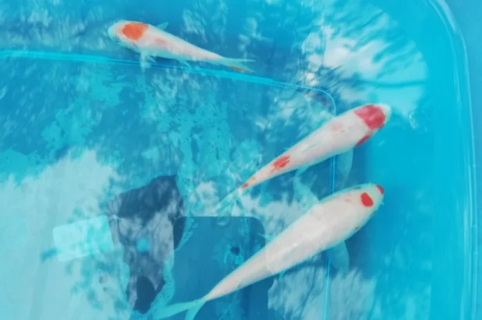 Карпы кои Украина, японский карп кои, пруд, рыбки, водные растения, нимфеи, корм для карпов кои- фото № 14