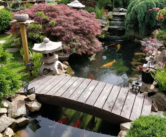 Карпы кои Украина, японский карп кои, пруд, рыбки, водные растения, нимфеи, корм для карпов кои- фото № 2