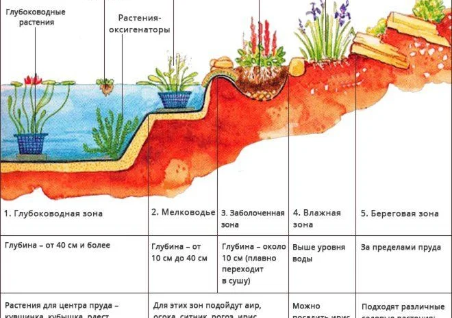 Карпы кои Украина, японский карп кои, пруд, рыбки, водные растения, нимфеи, корм для карпов кои- фото № 3