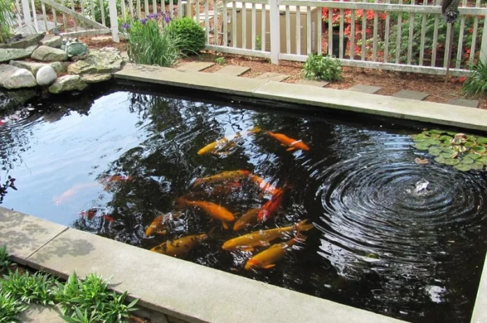 Цветные карпы кои на продажу- фото № 11