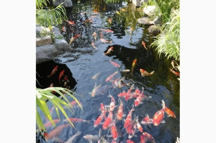 Цветные карпы кои, малек карп кои, карпы кои оптом, купить карпы кои- фото № 4