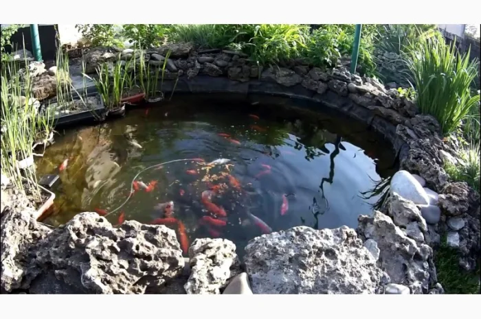 Цветные карпы кои, малек карп кои, карпы кои оптом, купить карпы кои- фото № 6