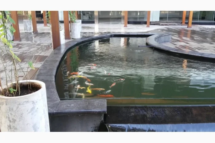 Цветные карпы кои, малек карп кои, карпы кои оптом, купить карпы кои- фото № 9