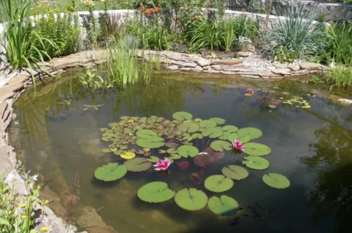 Цветные карпы кои, малек карп кои, карпы кои оптом, купить карпы кои- фото № 11