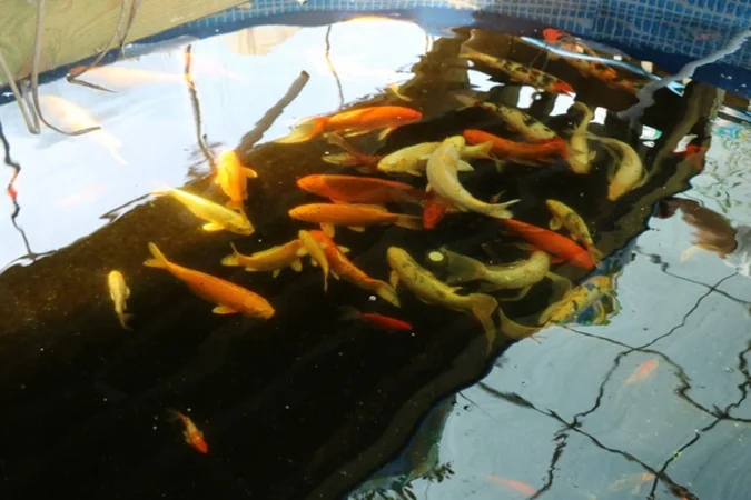 Карпы Кои для пруда - качественные японские рыбы- фото № 4