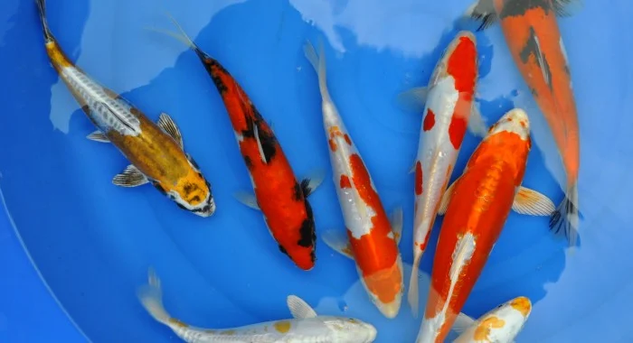 Карпы Кои для пруда - качественные японские рыбы- фото № 5