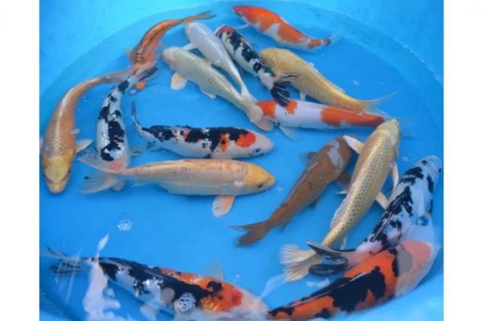 Карпы Кои для пруда - качественные японские рыбы- фото № 6