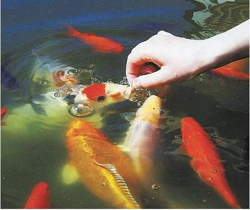 Карпы Кои для пруда - качественные японские рыбы- фото № 8