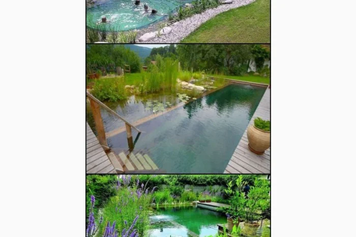 Карпы Кои Украина, рыбки для пруда, корм для кои, водные растения, пруд, аквариум, рыбоводство- фото № 1