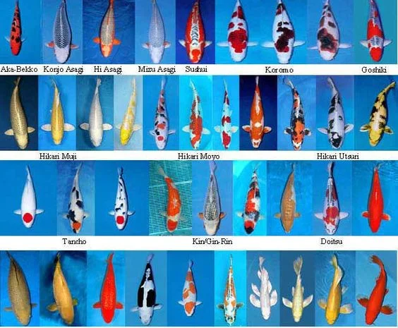 Карпы Кои Украина, рыбки для пруда, корм для кои, водные растения, пруд, аквариум, рыбоводство- фото № 2