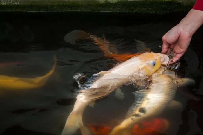 Карпы Кои Украина, рыбки для пруда, корм для кои, водные растения, пруд, аквариум, рыбоводство- фото № 3