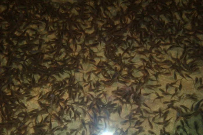 Продается зарыбок осетровых: Стерлядь-Бестер и гибриды- фото № 1