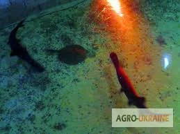 Продается зарыбок осетровых: Стерлядь-Бестер и гибриды- фото № 4