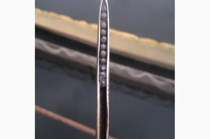 Продается малька бестера осетра- фото № 2