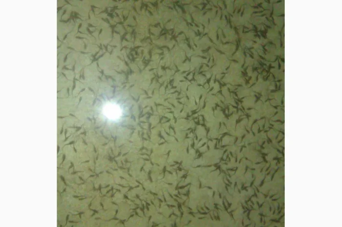 Продается малька бестера осетра- фото № 4