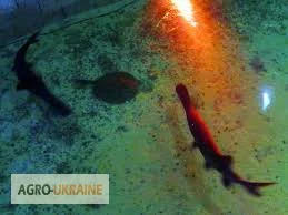 Продается малька бестера осетра- фото № 5