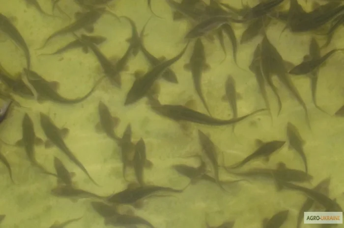 Продается малька бестера осетра- фото № 6