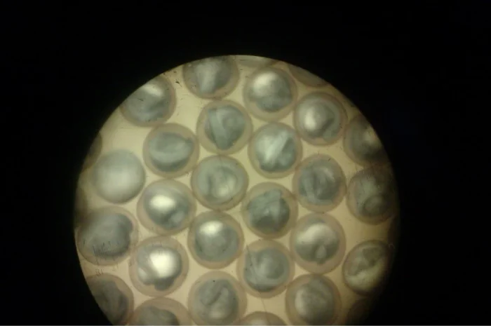 Продается малька бестера осетра- фото № 7