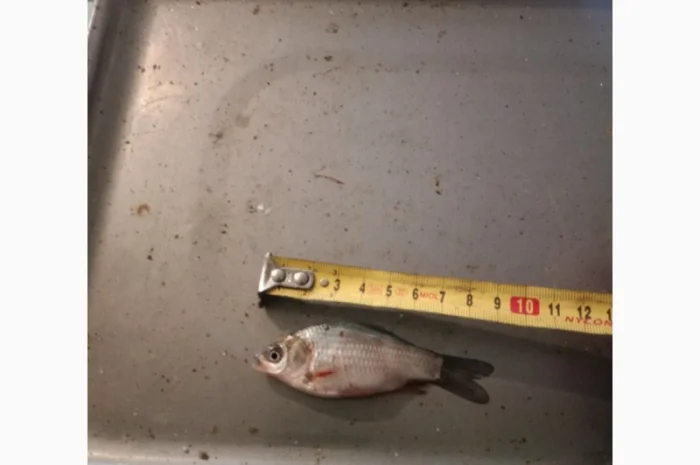 Живец Карась на продажу- фото № 1