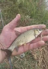 Продаж живу риби :Карп лускатий та голий, линь- фото № 1