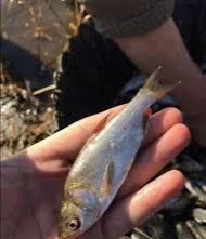 Продаж живу риби :Карп лускатий та голий, линь- фото № 2