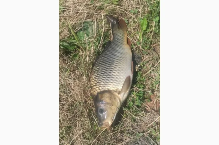 Пропонуємо живу рибу малька з власних ставків- фото № 1