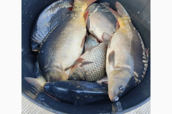 Пропонуємо живу рибу малька з власних ставків- фото № 2