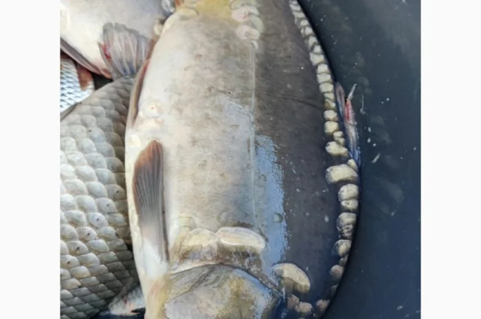 Пропонуємо живу рибу малька з власних ставків- фото № 3