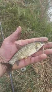 Продаж риби однорічку та двох річку :Амур, карась, платва- фото № 2