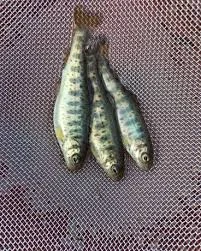 Продаж риби однорічку та двох річку :Амур, карась, платва- фото № 3