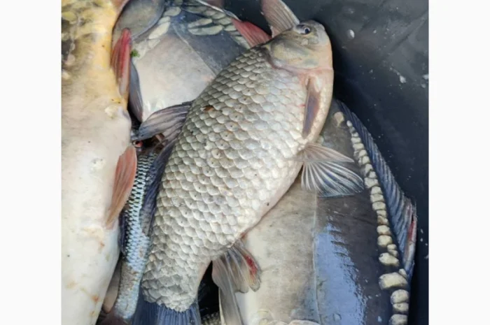 Пропонуємо придбати з доставкою живу рибу малька- фото № 3