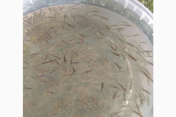 Пропонується мальок судака 3 см- фото № 1