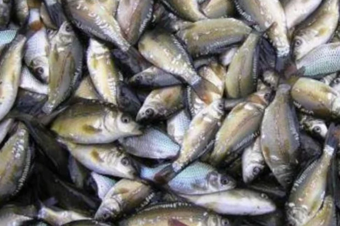 Продается зарибок коропа однолетки- фото № 1