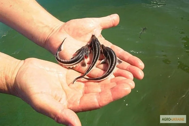 Натуральные пробиотики для рыб и водных жителей- фото № 1